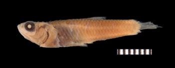 Media type: image;   Ichthyology 6830 Aspect: lateral,description